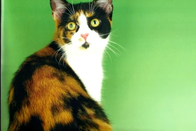 Calico Cat   Typta.com