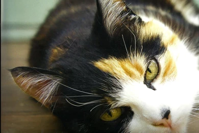 A CALICO CAT LAYING DOWN WALLPAPER   (