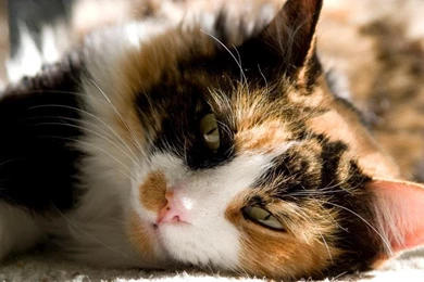 Animal Cloning: The Complete Story