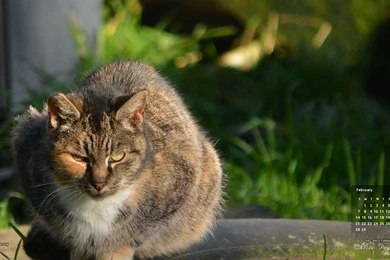 February Cat Of The Month Wallpapers   Old Calico