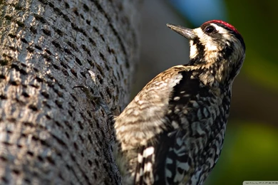 Woodpecker HD Desktop Wallpapers : Widescreen : High Definition ...
