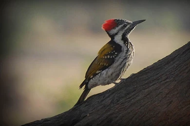 Woodpecker Wallpapers   Animals Town