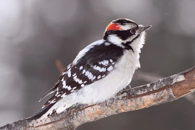 Woodpecker Wallpapers