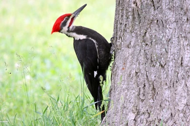 Woodpecker Wallpapers   Wallpapers Cave