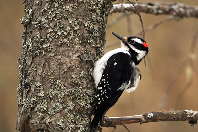 Woodpecker Wallpapers