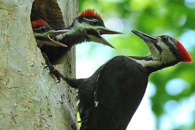 Woodpecker Wallpapers   Animal Wallpapers