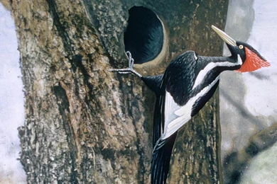 Woodpecker Wallpapers   Animals Town