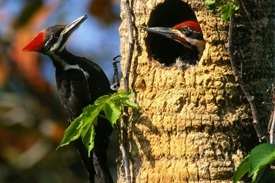 Download Birds Woodpecker Wallpapers 1600x1200