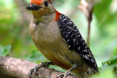 Woodpecker Wallpapers And Backgrounds   Animals Town