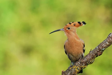 Woodpecker Wallpapers   Animal Wallpapers