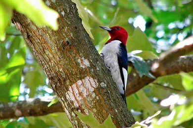 XMWallpapers.com    Wallpapers Animals Birds American red headed ...