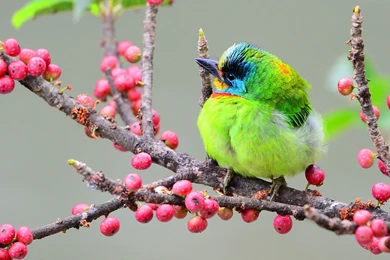 Asian Woodpecker Wallpapers   Sn6hz8