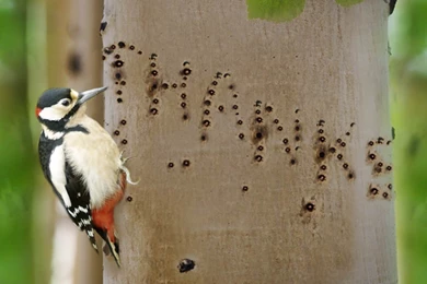 Woodpecker Connecticut Tree Bird Leaves Birds Desktop Wallpapers ...