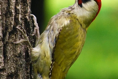 European Green Woodpecker Photos And Wallpapers. Collection Of The ...