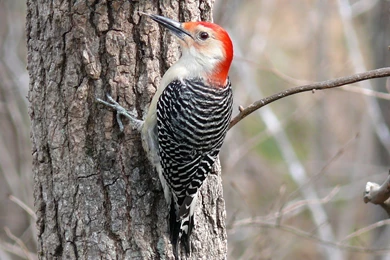 Fantastic Woodpecker Wallpapers