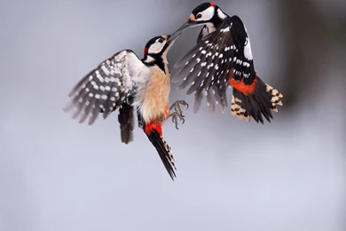 Woodpecker Snow Bird Wallpapers HD High Quality