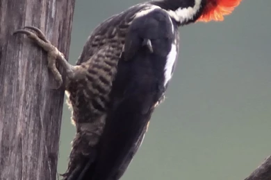 Woodpecker 13 Wallpapers Collection