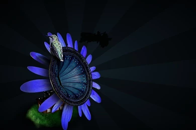 1920x1080 Woodpecker Desktop PC And Mac Wallpapers