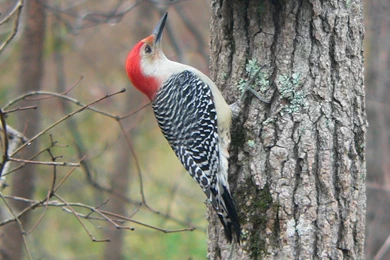File:Red bellied Woodpecker.jpg   Wikimedia Commons