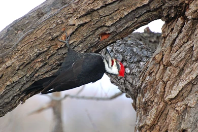 Suzanne Britton Nature Photography: Pileated Woodpecker