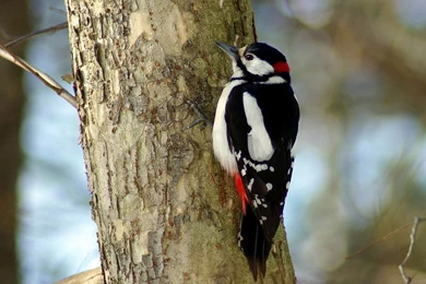 Woodpecker Wallpapers   Animal Wallpapers