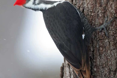 Woodpecker 13 Wallpapers Collection