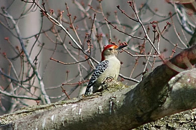 Red Bellied Woodpecker