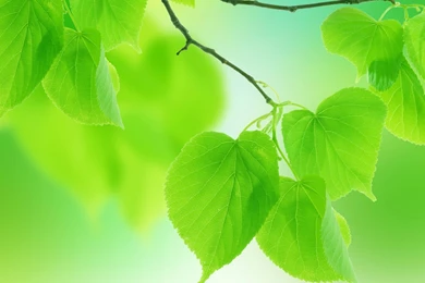 Green Leaves Wallpapers, Images, Photos, Pictures & Pics