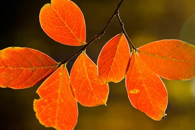 06/08/2015   1600x1200 Leaves Picture Desktop Wallpapers   Free ...