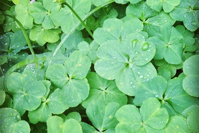 March Calendars And Wallpapers – Clover Collection