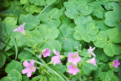 March Calendars And Wallpapers – Clover Collection