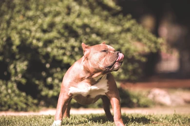 Download Wallpapers 1920x1080 Dog, Pit Bull, Grass, Aggression ...