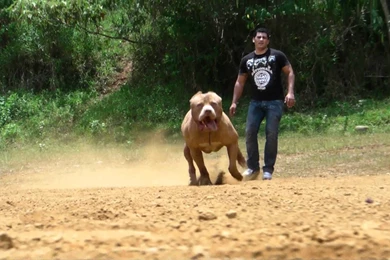 AMERICAN PIT BULL Terrier Dog Wallpapers