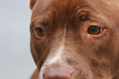 Download Wallpapers 3840x1200 American Pitbull, Muzzle, Dog, Collar ...