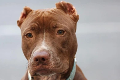 Pitbull Dog Pack 3 Wallpapers   Android Apps On Google Play