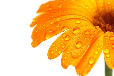 Stunning Flower Images And Wallpapers Download