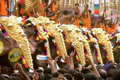Fest300   Thrissur Pooram Elephant Festival   Photos, Videos, And ...
