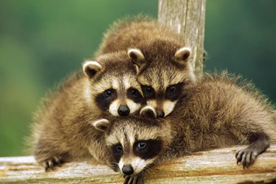 Baby Animal Wallpapers