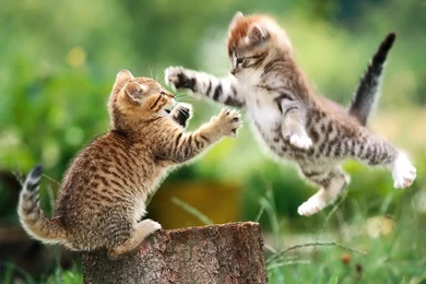 Baby Animals Wallpapers   Desktop Backgrounds