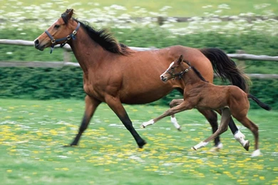 Baby Kittens   Baby Animals Photo (19796142)   Fanpop