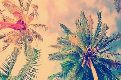 Free Wallpapers Downloads