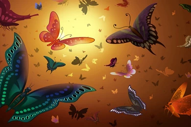 Nice Butterfly High Resolution Wallpapers