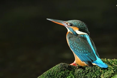 Wallpapers Lovebird Kingfisher X More 1366x768