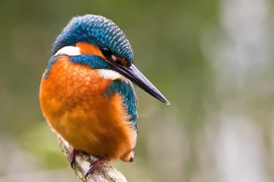 Index Of /scraper/data/alphacoders/Kingfisher Wallpapers