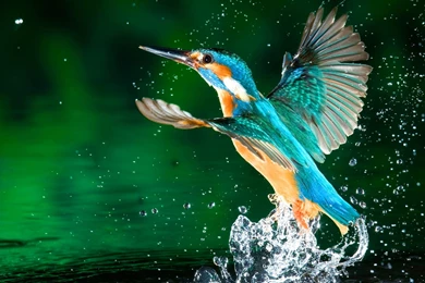 Kingfisher HD Wallpapers