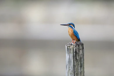 14 HD Kingfisher Bird Wallpapers   HDWallSource.com