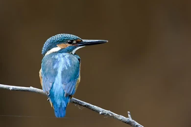KingFisher Wallpapers