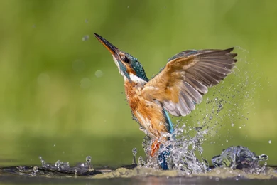 Kingfisher Wallpapers   Wallpapers Cave