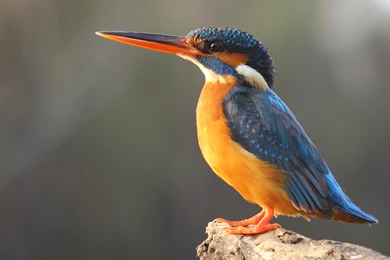 1200x798px Kingfisher