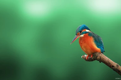 Kingfisher HD Wallpapers   IHD Wallpapers